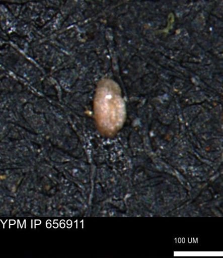 Miliammina inflata
