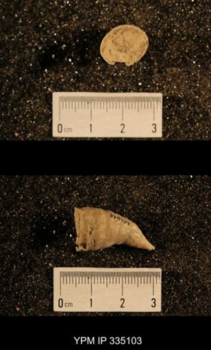 Lophophyllum profundum