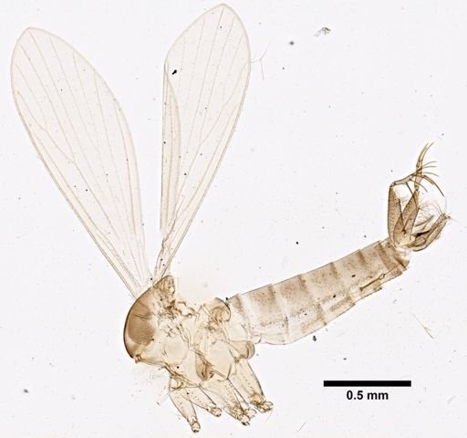 Phlebotomus rossi