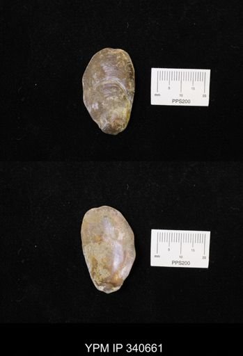 Ostrea translucida