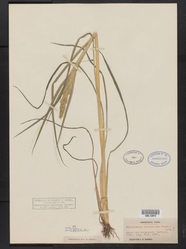 Echinochloa frumentacea