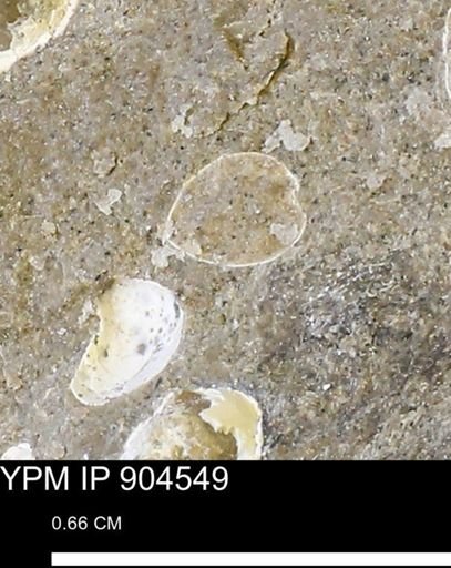 undet. Bivalvia
