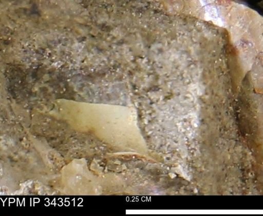 undet. Bivalvia