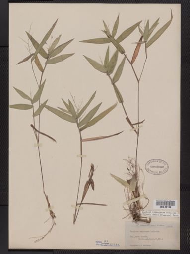Panicum commutatum