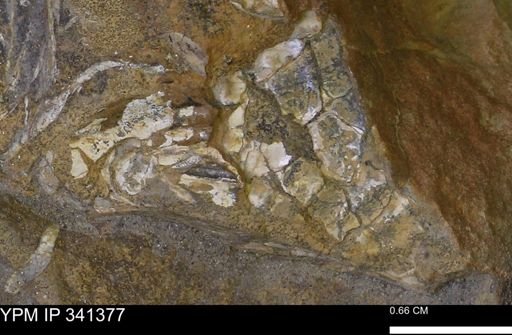 undet. Mollusca