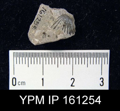 Orthis flabellites