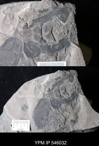 undet. Eurypterida