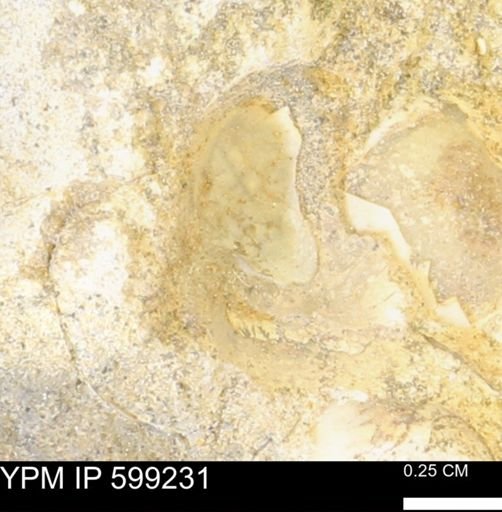undet. Bryozoa