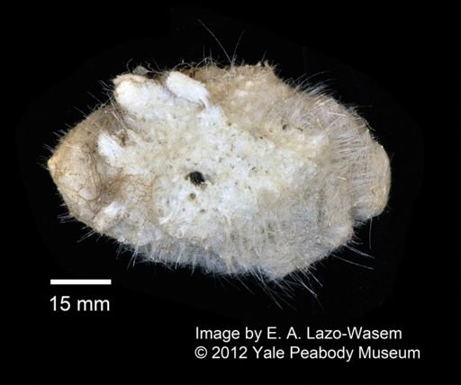 Hexactinellida