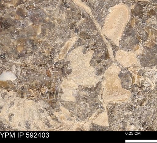 undet. Ammonoidea