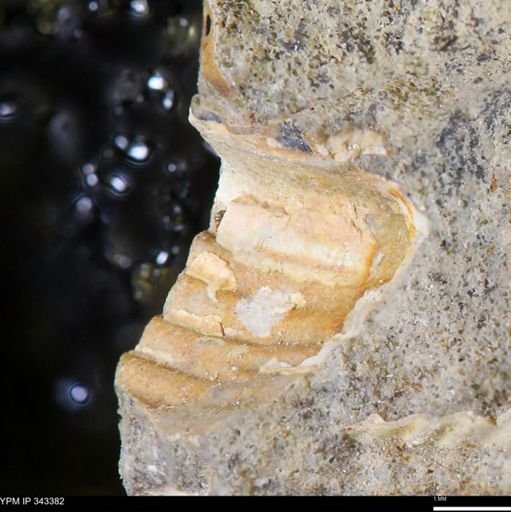 undet. Ammonoidea