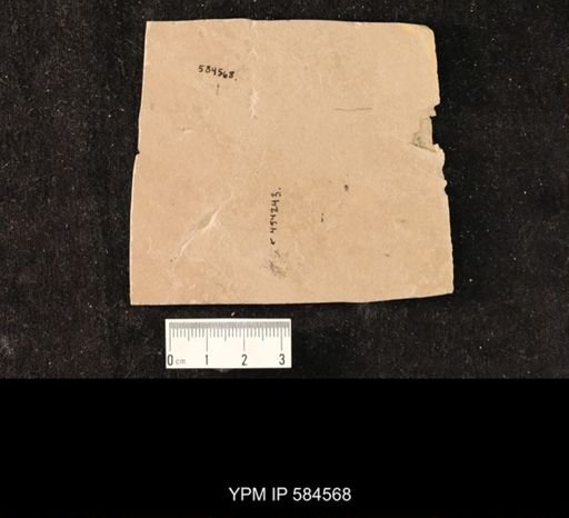 undet. Diptera