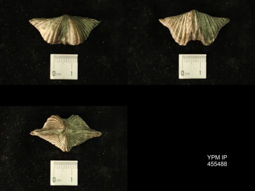 Platystrophia acutilirata
