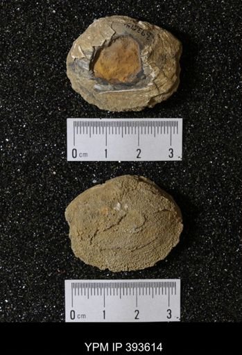 Ostrea glabra