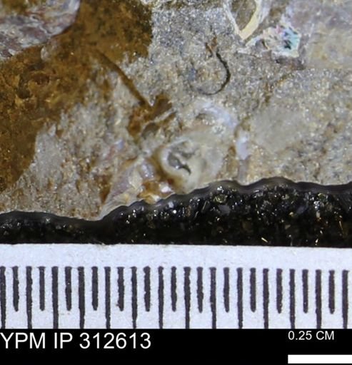 undet. Mollusca