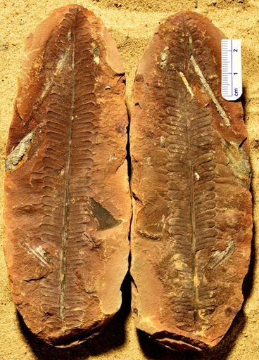 Pecopteris