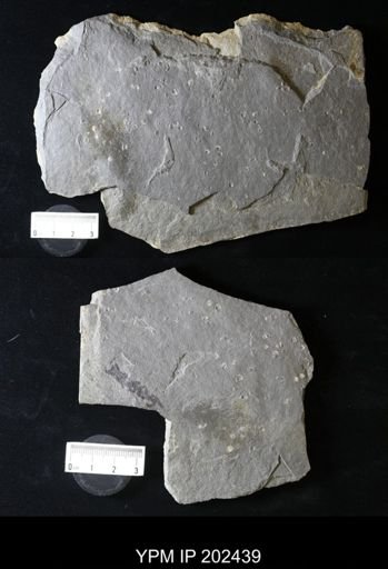 Conchostraca