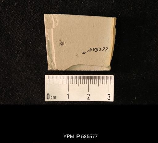 undet. Hymenoptera