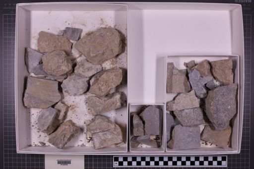 mixed taxa, stratigraphic collection