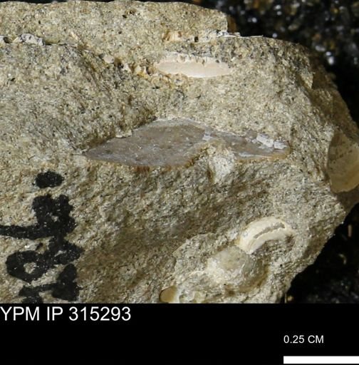undet. Mollusca
