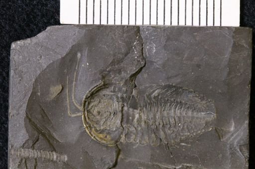 Triarthrus eatoni