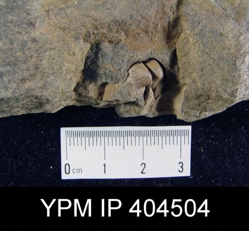 Cyrtina sp.; Zoophycos isp. on slab with