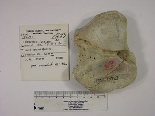 Teleoceras fossiger