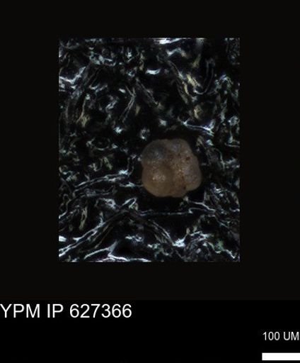 undet. Foraminiferida