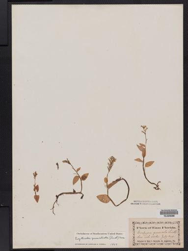 Erythrodes