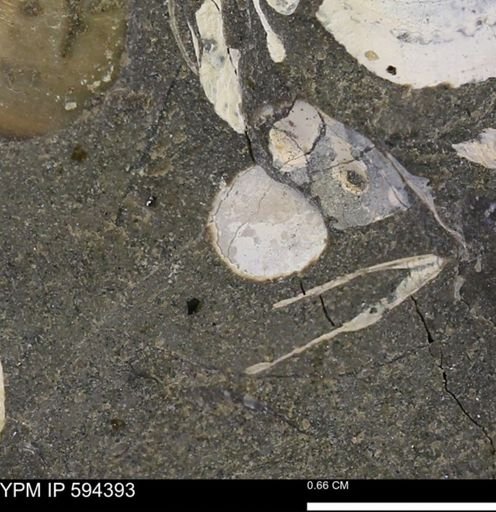 Protocardia sp.