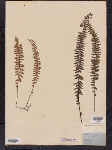 Asplenium