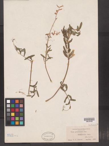 Vicia grandiflora
