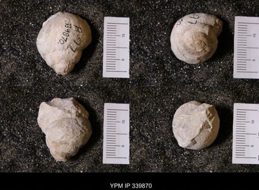 Vanikoropsis sp.