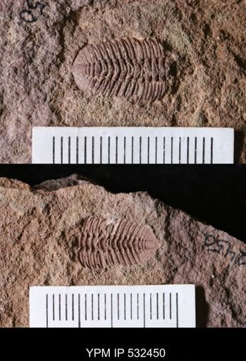 undet. Trilobita