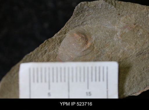 undet. Mollusca
