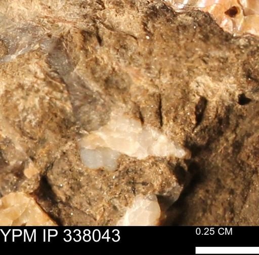 undet. Bivalvia