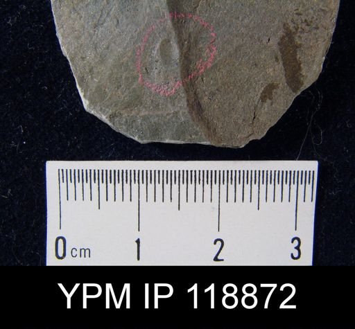 Pholidops acadiensis