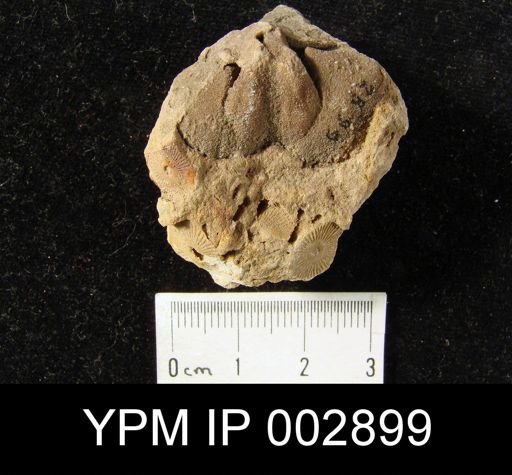 Rhenothyris compressa