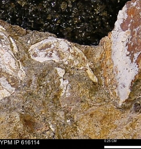 undet. Bivalvia