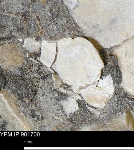 Inoceramus sp.