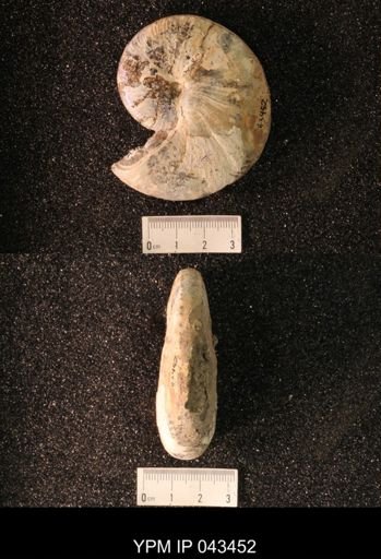 Hoploscaphites nicolletii