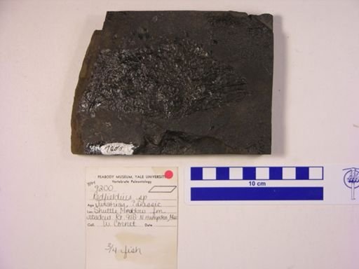 Redfieldia sp.