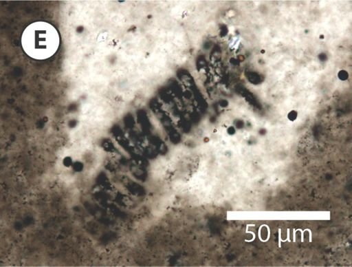 Obruchevella parvissima