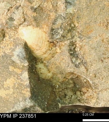 Limopsis striatopunctatus