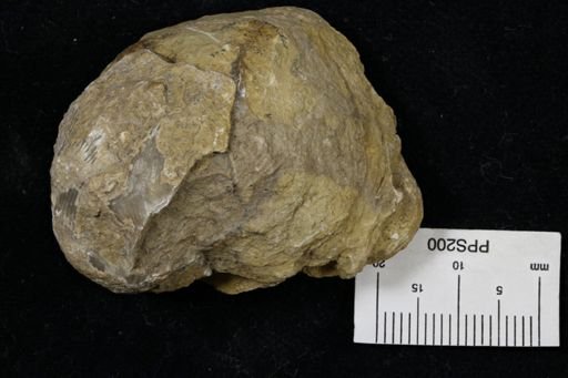 Linoproductus prattenianus