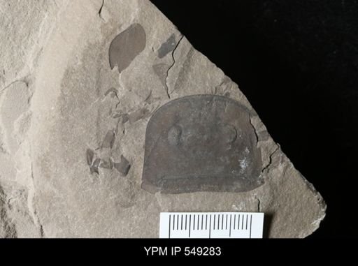 Eurypterus sp.