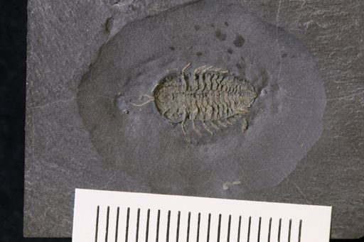 Triarthrus eatoni
