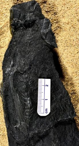 Calamites sp.