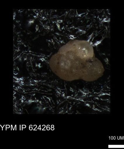 undet. Foraminiferida