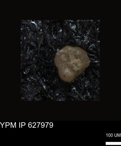 undet. Foraminiferida